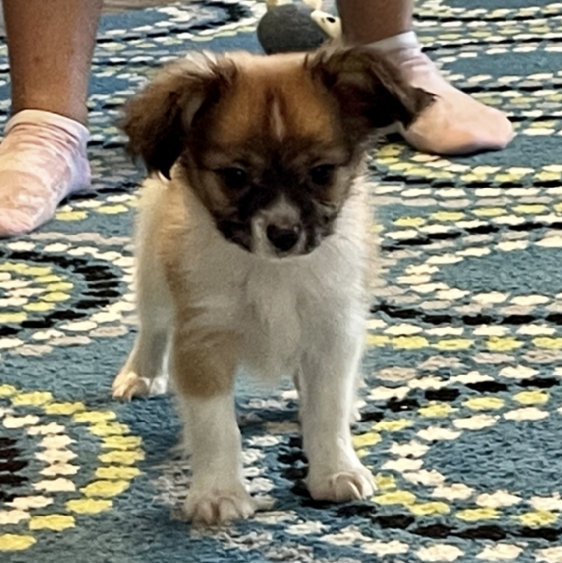 comprar cachorros sanos, baratos y asequibles para la venta